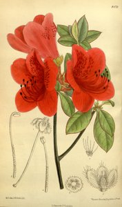 シャクナゲsublanceolatum（=シャクナゲscabrum）、ツツジ科 作： J.N. Fitch